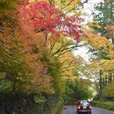 観光客出迎える赤や黄の木々　世界遺産・日光の社寺周辺で紅葉見頃