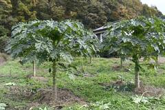 青パパイアで地域活性化を