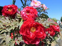 大田原でボタン見頃