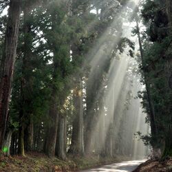 年間寄付額初の１億円超え　県の日光杉並木街道保護基金　植樹400年で賛同集まる