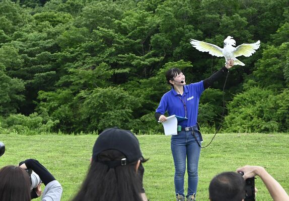 羽を広げて来場者らにあいさつするタイハクオウム＝15日午後、那須町大島