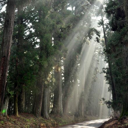 年間寄付額初の１億円超え　県の日光杉並木街道保護基金　植樹400年で賛同集まる