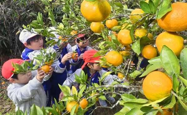ミカン狩りを楽しむ子どもたち＝11日午前９時50分、那須烏山市小木須