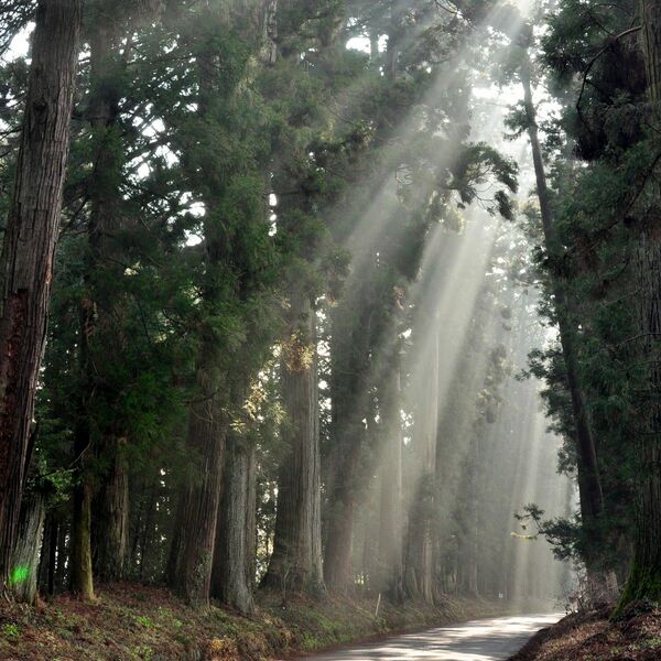 年間寄付額初の１億円超え　県の日光杉並木街道保護基金　植樹400年で賛同集まる