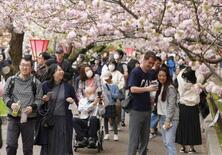 大阪の「桜の通り抜け」始まる
