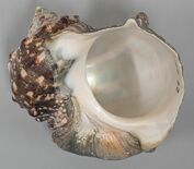 螺鈿に使用されるヤコウガイの産地同定が可能に