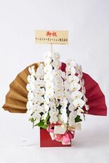 ダルマ付きや処分しやすい胡蝶蘭に支持、当選祝いの胡蝶蘭多様化進む