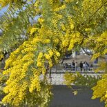 青空に映える、ミモザの開花進む 8日は「国際女性デー」 小山の大沼親水…
