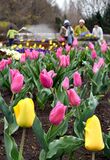 わんぱく公園のチューリップ見頃