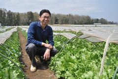 ＜105＞ＪＡおやまのレタス出荷最盛期　みずみずしい春の薫り　切磋琢磨市場で高評価