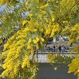 青空に映える、ミモザの開花進む　8日は「国際女性デー」　小山の大沼親水公園