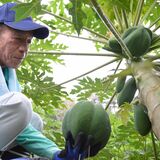 大ぶりの実、次々と　茂木で青パパイア収穫祭　栽培順調に108本