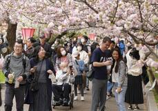 大阪の「桜の通り抜け」始まる