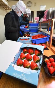 「スカイベリー栃木プレミアム」収穫大詰め　佐野