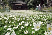 野木でニリンソウ満開