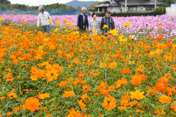 見頃迎えた色とりどりのコスモス