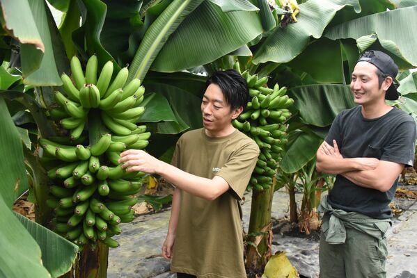 真岡市産バナナの栽培に挑んでいる豊田さん（右）と長谷川さん