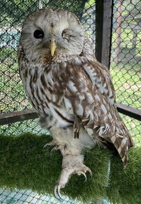 事故で左目と左足に傷を負ったフクロウ（県提供）