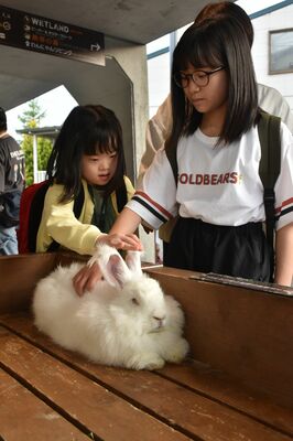 ウサギと触れ合う参加者たち＝７日５時５０分ごろ、那須町大島