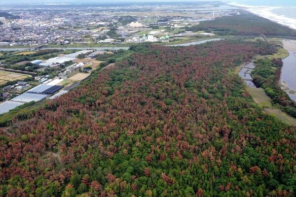 松くい虫の被害で木が枯れている「明神山国有林」＝宮崎市佐土原町下那珂