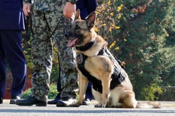 除隊式に臨む警備犬「ヨモギ号」=28日午前、埼玉県狭山市の航空自衛隊入間基地