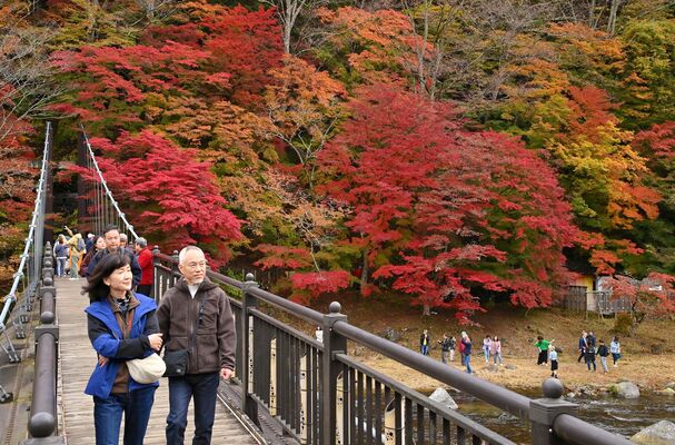 赤、黄、緑のグラデーションを見せる紅の吊橋周辺の紅葉＝６日午前10時30分、那須塩原市塩原