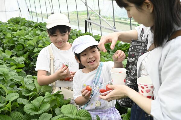 イチゴ狩りを楽しむ参加者
