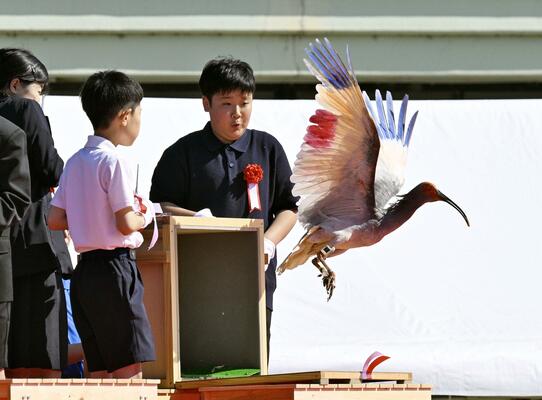 石川県羽咋市で行われた本州で初めてとなるトキの放鳥で、子どもたちに空へ放たれるトキ＝31日午後