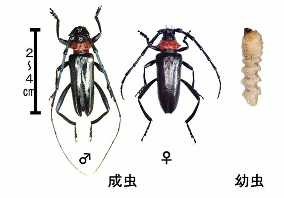 クビアカツヤカミキリ＝県提供