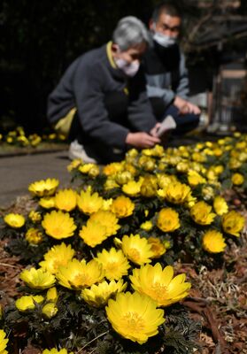 暖かな陽を浴びて黄金色に輝くフクジュソウ＝20日午前11時、大田原市湯津上