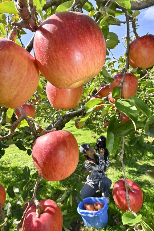 愛犬とリンゴ狩りを楽しむ来場者=29日午前11時35分、矢板市長井