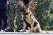 除隊式に臨む警備犬「ヨモギ号」=28日午前、埼玉県狭山市の航空自衛隊入間基地