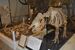 葛生化石館に展示されているニッポンサイの全身骨格