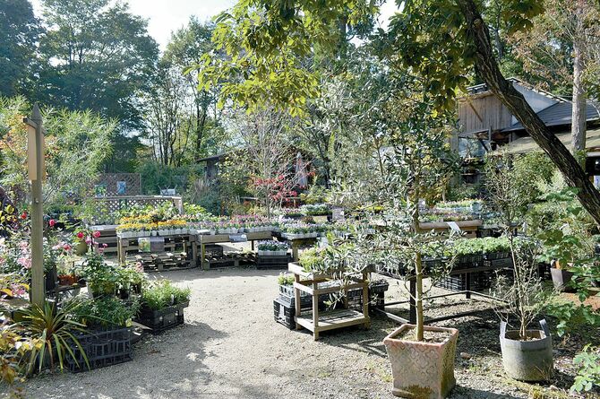 広々とした売り場に植物苗が充実