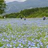 園内を彩る青いじゅうたん　那須フラワーワールドでネモフィラ見頃