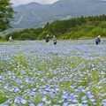 園内を彩る青いじゅうたん 那須フラワーワールドでネモフィラ見頃