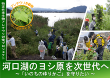 河口湖の水辺を守る！「いのちのゆりかご」ヨシ原を特定外来生物アレチウリ…