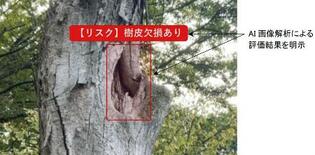 倒木リスク、AIが判定