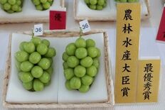 山形県産ぶどう「シャインマスカット品評会出品商品を数量限定で予約販売開…