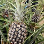 南国の甘み、栃木県内からも出荷　益子のハウスでパイナップルの収穫本格化