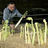 JAなすの管内でウドの収穫最盛期　シャリっと春の食感　全国トップの出荷量