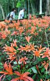 キツネノカミソリ見頃