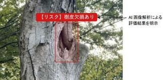 倒木リスク、AIが判定
