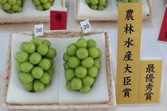 山形県産ぶどう「シャインマスカット品評会出品商品を数量限定で予約販売開始！ ＪＡタウンに登場！