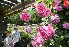 真岡・井頭公園でバラ見頃