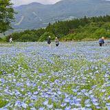 園内を彩る青いじゅうたん　那須フラワーワールドでネモフィラ見頃