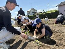 サツマイモの苗親子で植える