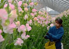 スイートピー出荷最盛期　上三川