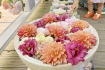 あしかがフラワーパークの花手水