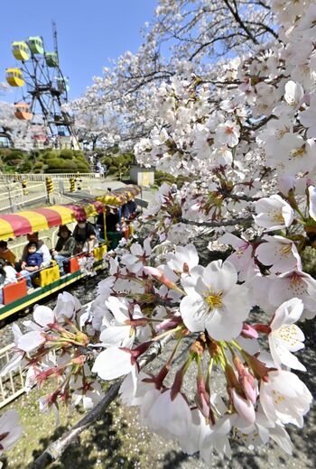 栃木県内桜便り2024 各地で春らんまんの雰囲気｜県内主要,社会,動画